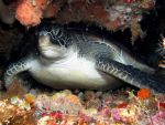 Kolem Bunakenu plavou opravdu mega mega želvy.