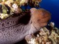 Moray eel Gymnothorax javanicus, size 150 cm.