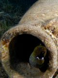 Moray eel Gymnothorax undulatus, size 70 cm.