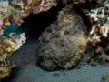 Stonefish Synanceia verrucosa , size 40 cm.