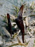Vjnk Solenostomus cyanopterus, velikost 3 cm.