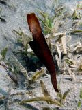 Ghost pipefish Solenostomus cyanopterus, size 4 cm.