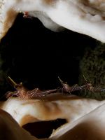 Krevetky nalezené na houbě uvnitř jeskyně