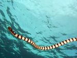 Mořští hadi jsou elegantní plavci.