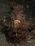 Antennarius striatus, size 8 cm, Sulawesi