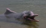 Delfín indočínský