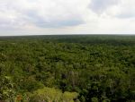 Džungle na Yucatánu jsou velmi neprostupné.