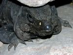 Téměř všude narazíte na ještery (Iguana iguana).
