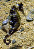 Sea horse Hippocampus camelopardalus, size 5 cm, Egypt