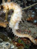 Hippocampus histrix, size 5 cm, Sulawesi