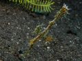 Male ghost pipefish Solenostomus paradoxus, size 3 cm, Sulawesi