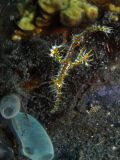 Juvenile of ghost pipefish Solenostomus paradoxus, size 2 cm, Sulawesi