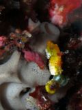 Pygmy seahorse Hippocampus pontohi, size 9 mm, Sulawesi
