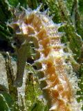 Sea horse Hippocampus jayakari, size 4 cm, Egypt