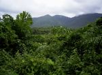 Deštný prales na Con Dao.